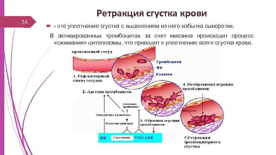 Ретракция кровяного сгустка. Сосудисто-тромбоцитарный гемостаз. Механизм ретракции кровяного сгустка. Ретракция тромба это. Ретракция физиология.
