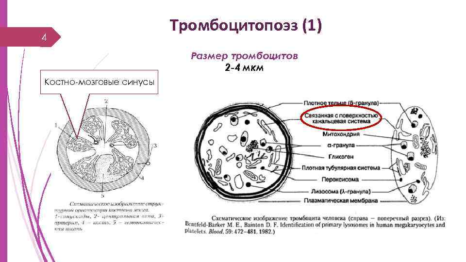 4 Тромбоцитопоэз (1) Размер тромбоцитов 2 -4 мкм Костно-мозговые синусы 