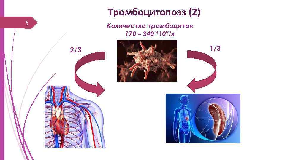 Тромбоцитопоэз (2) 5 Количество тромбоцитов 170 – 340 *109/л 2/3 1/3 