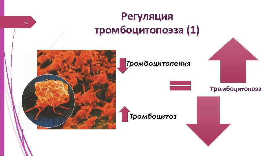 6 Регуляция тромбоцитопоэза (1) Тромбоцитопения Тромбоцитопоэз Тромбоцитоз 