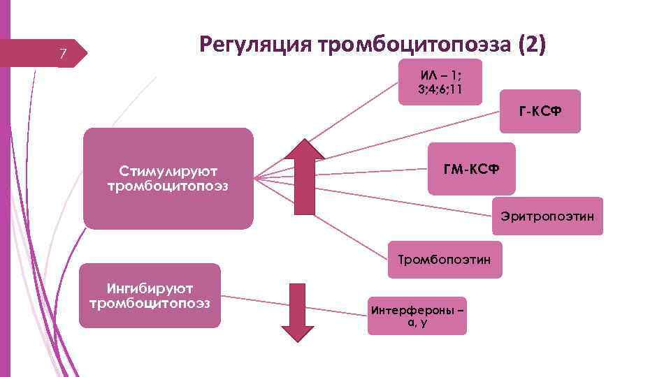 7 Регуляция тромбоцитопоэза (2) ИЛ – 1; 3; 4; 6; 11 Г-КСФ Стимулируют тромбоцитопоэз
