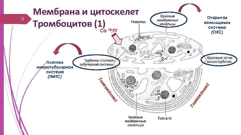 Открытая канальцевая система (ОКС) Са +2; ПГ Плотная микротубулярная система (ПМТС) ок ал ик