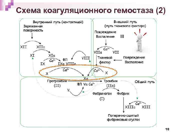 Схема коагуляционного гемостаза (2) III 10 