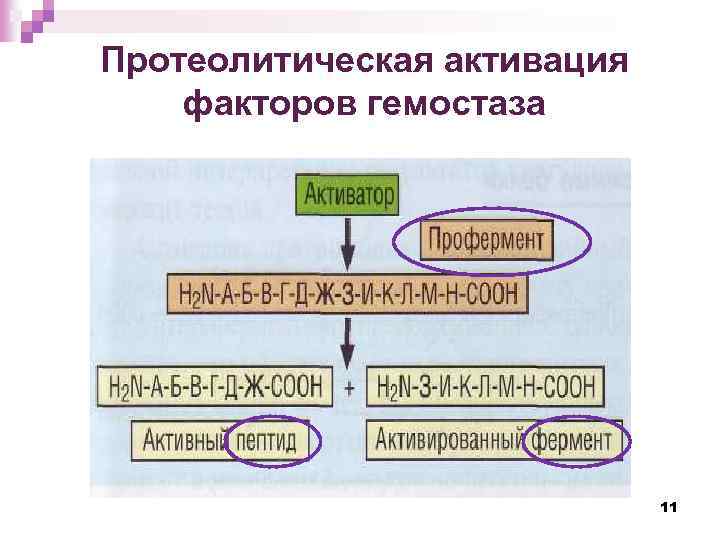 Протеолитическая активация факторов гемостаза 11 