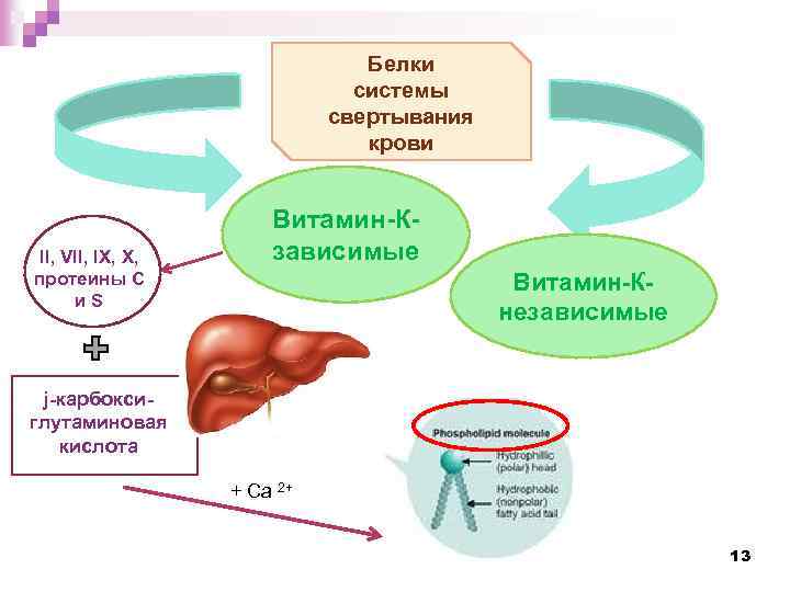 Система белки