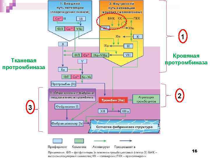 1 Тканевая протромбиназа Кровяная протромбиназа 2 3 16 