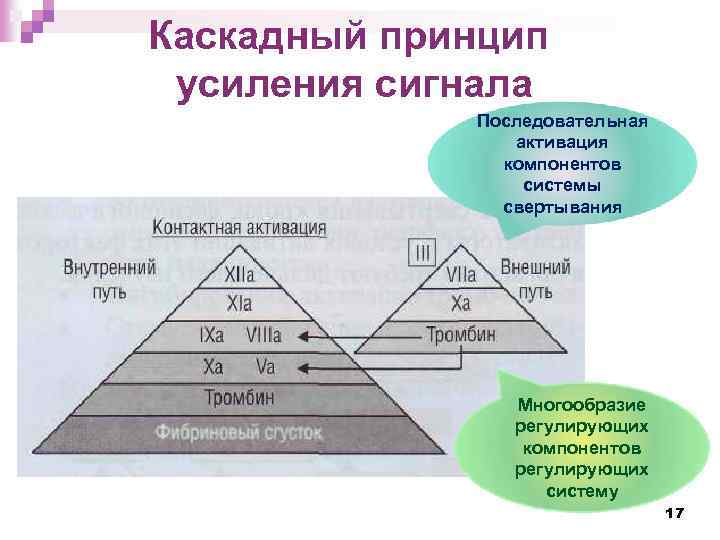 Каскадный принцип усиления сигнала Последовательная активация компонентов системы свертывания Многообразие регулирующих компонентов регулирующих систему