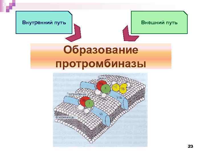 Внутренний путь Внешний путь Образование протромбиназы 23 