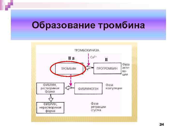 Образование тромбина II a II 24 