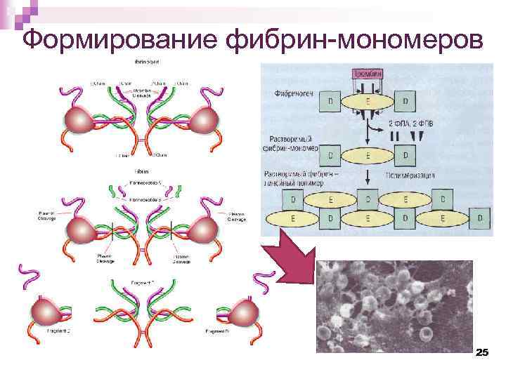 Формирование фибрин-мономеров 25 