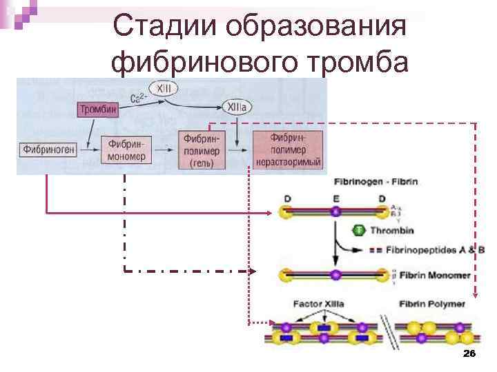 Стадии образования фибринового тромба 26 