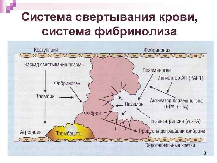 Система свертывания крови, система фибринолиза 3 