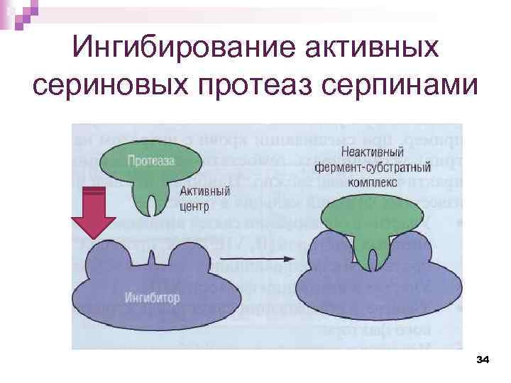 Ингибирование активных сериновых протеаз серпинами 34 