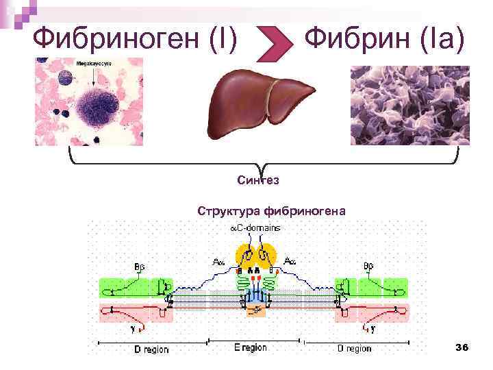 Фибриноген (I) Фибрин (Iа) Синтез Структура фибриногена 36 