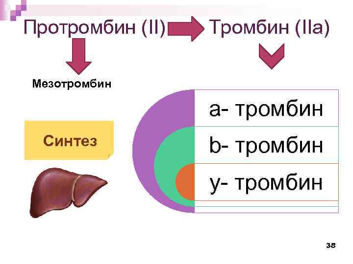 Протромбин (II) Тромбин (IIа) Мезотромбин a- тромбин Синтез b- тромбин y- тромбин 38 