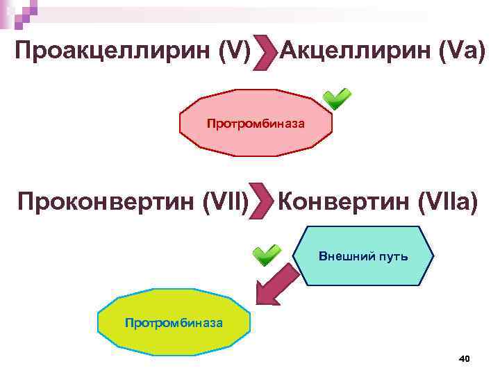 Проакцеллирин (V) Акцеллирин (Vа) Протромбиназа Проконвертин (VII) Конвертин (VIIa) Внешний путь Протромбиназа 40 