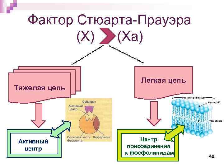 Фактор Стюарта-Прауэра (X) (Xа) Тяжелая цепь Активный центр Легкая цепь Центр присоединения к фосфолипидам