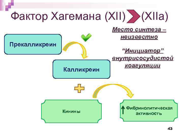 Фактор Хагемана (XII) (XIIa) Место синтеза – неизвестно Прекалликреин Кинины “Инициатор” внутрисосудистой коагуляции Фибринолитическая