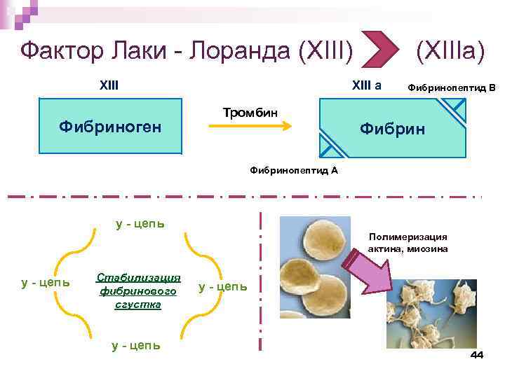 Фактор Лаки - Лоранда (XIII) (XIIIa) XIII Фибриноген XIII a Тромбин Фибринопептид В Фибринопептид