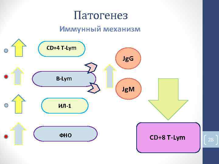 Патогенез Иммунный механизм CD+4 T-Lym Jg. G B-Lym Jg. M ИЛ-1 ФНО CD+8 Патогенез Иммунный механизм CD+4 T-Lym Jg. G B-Lym Jg. M ИЛ-1 ФНО CD+8