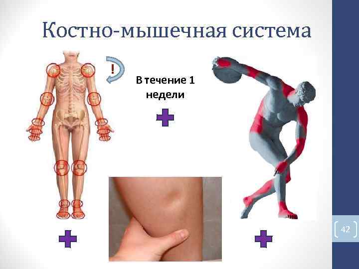 Костно-мышечная система ! В течение 1 недели 42 Костно-мышечная система ! В течение 1 недели 42