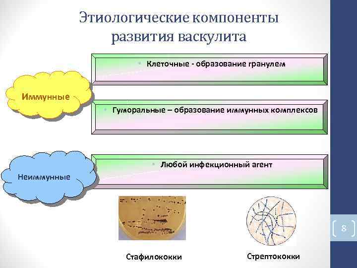 Этиологические компоненты развития васкулита • Клеточные - образование гранулем Иммунные • Гуморальные – Этиологические компоненты развития васкулита • Клеточные - образование гранулем Иммунные • Гуморальные –
