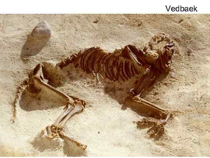 Vedbaek 
