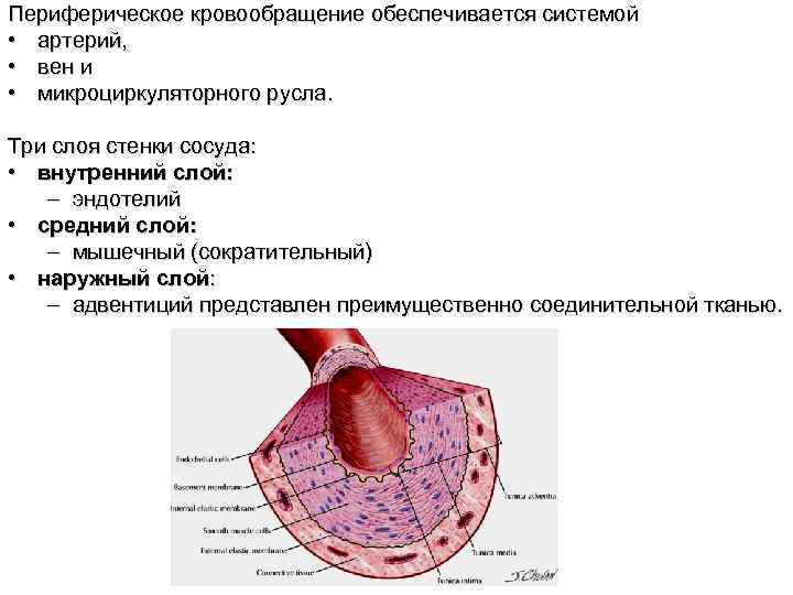 3 слоя стенки артерии