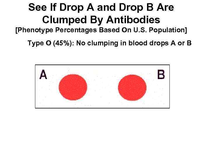 See If Drop A and Drop B Are Clumped By Antibodies [Phenotype Percentages Based