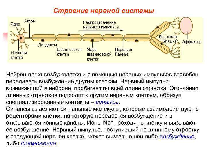 Презентация возрастные особенности нервной системы