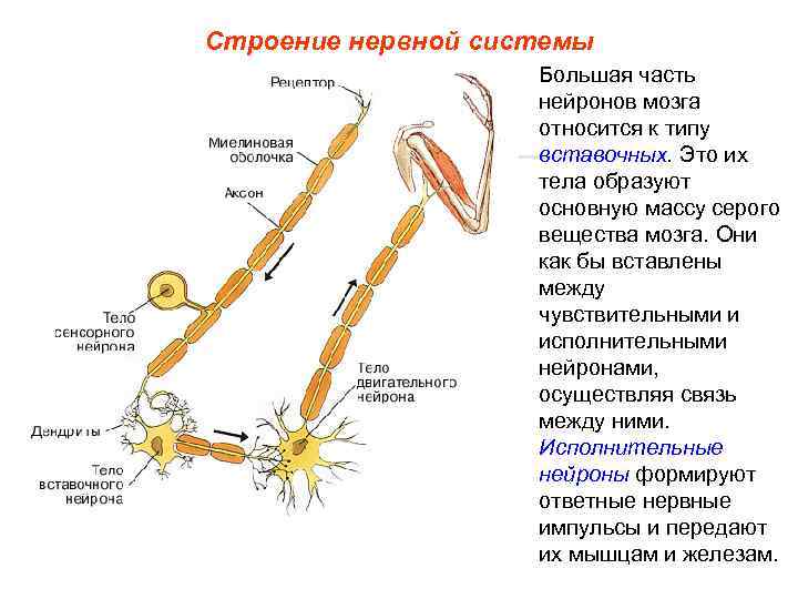 Строение нервной системы Большая часть нейронов мозга относится к типу вставочных. Это их тела
