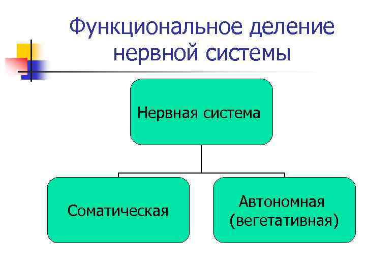 Функциональное деление нервной системы. Функциональное деление нервной системы схема. Схема функционального деления нервной системы человека. Схема деления функциональное объединение.