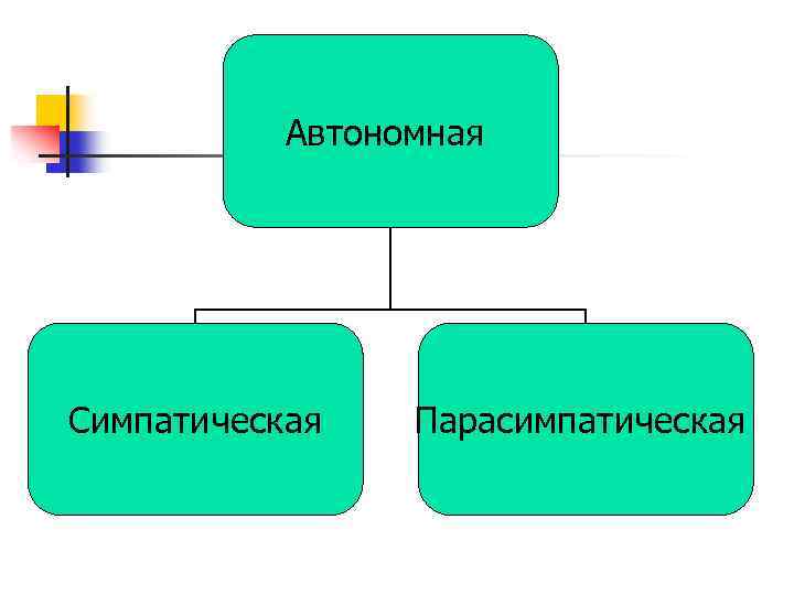 Автономная Симпатическая Парасимпатическая 