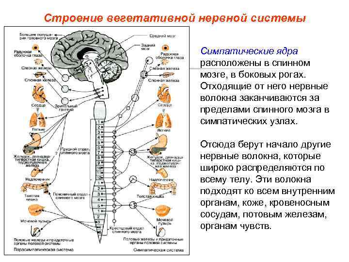 Медитация вегетативной системы. Строение ВНС. Структура вегетативной нервной системы. Вегетативная нервная система анатомия. Симпатическая нервная система анатомия.