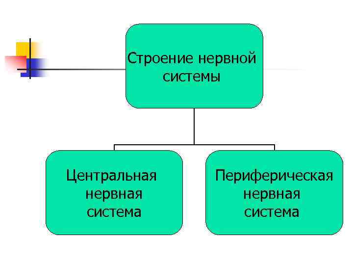 Гигиена нервной системы схема