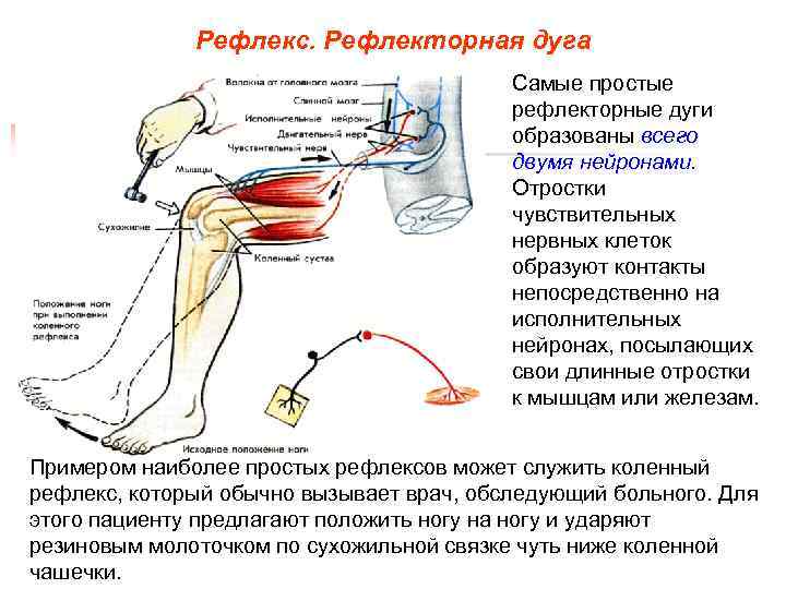 Рефлекторная дуга фото