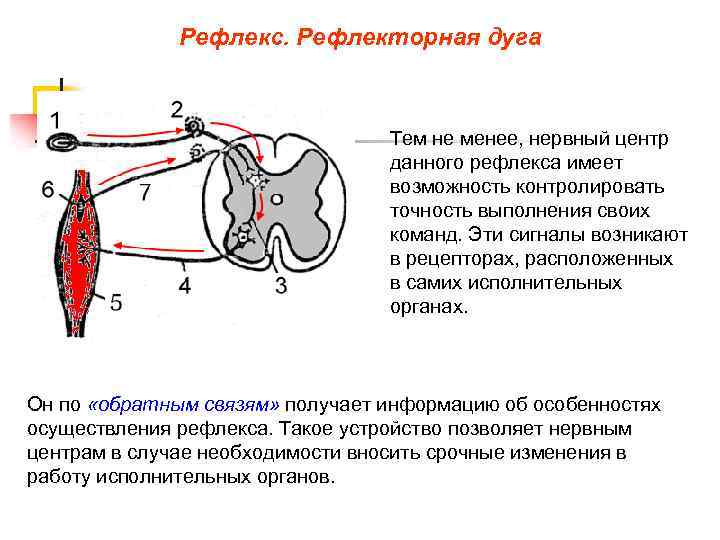 Рефлекс. Рефлекторная дуга Тем не менее, нервный центр данного рефлекса имеет возможность контролировать точность