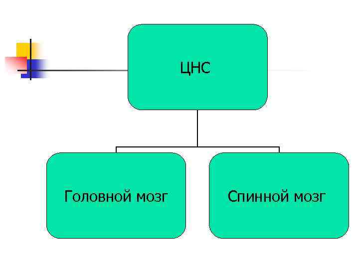 ЦНС Головной мозг Спинной мозг 