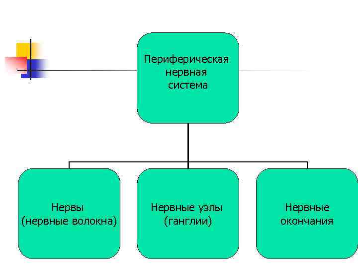 Периферическая нервная система Нервы (нервные волокна) Нервные узлы (ганглии) Нервные окончания 