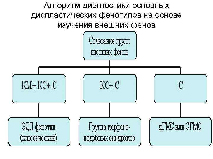 Алгоритм диагностики основных диспластических фенотипов на основе изучения внешних фенов 