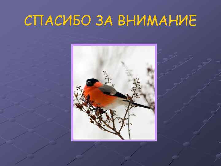 СПАСИБО ЗА ВНИМАНИЕ 