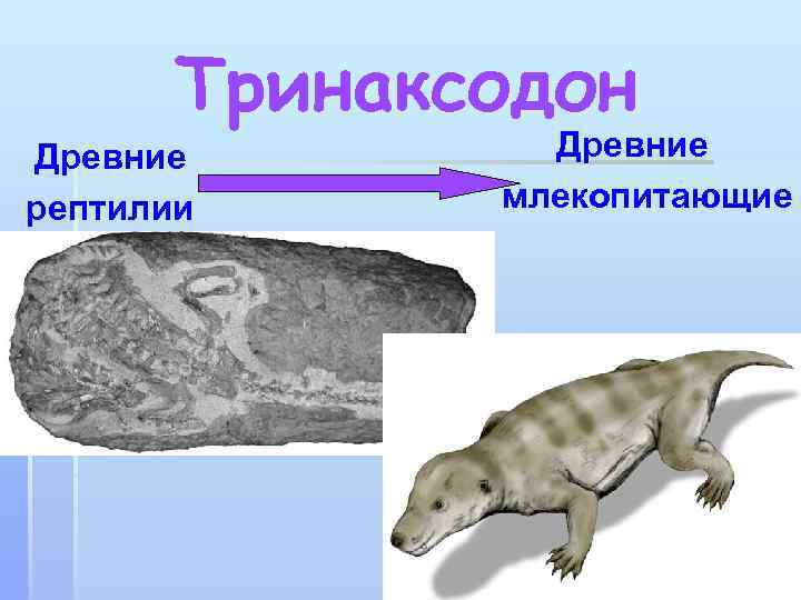 Тринаксодон Древние рептилии Древние млекопитающие 