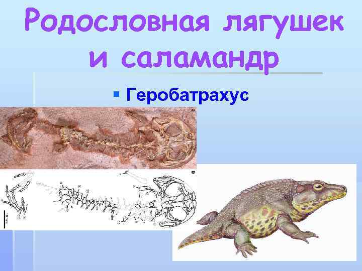 Родословная лягушек и саламандр § Геробатрахус 