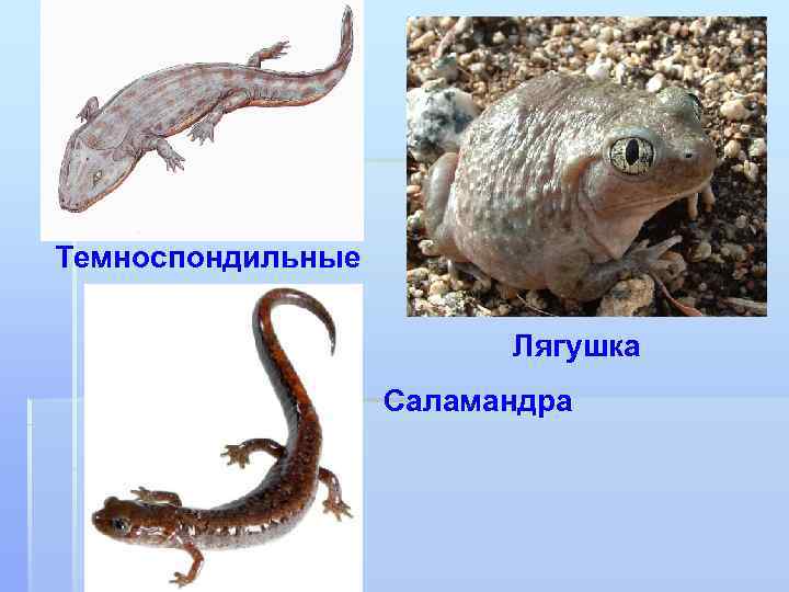 Темноспондильные Лягушка Саламандра 