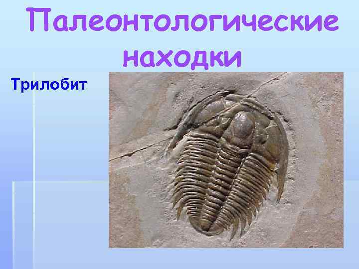 Палеонтологические находки Трилобит 