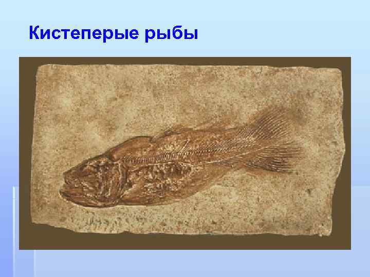 Кистеперые рыбы 
