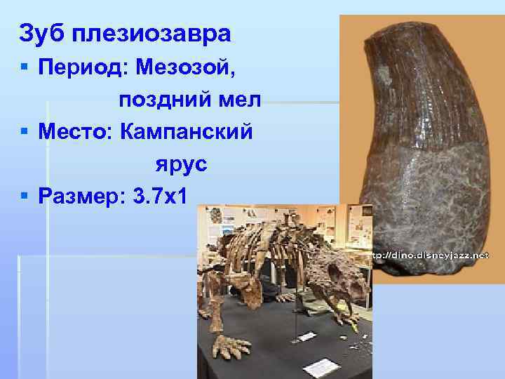 Зуб плезиозавра § Период: Мезозой, поздний мел § Место: Кампанский ярус § Размер: 3.