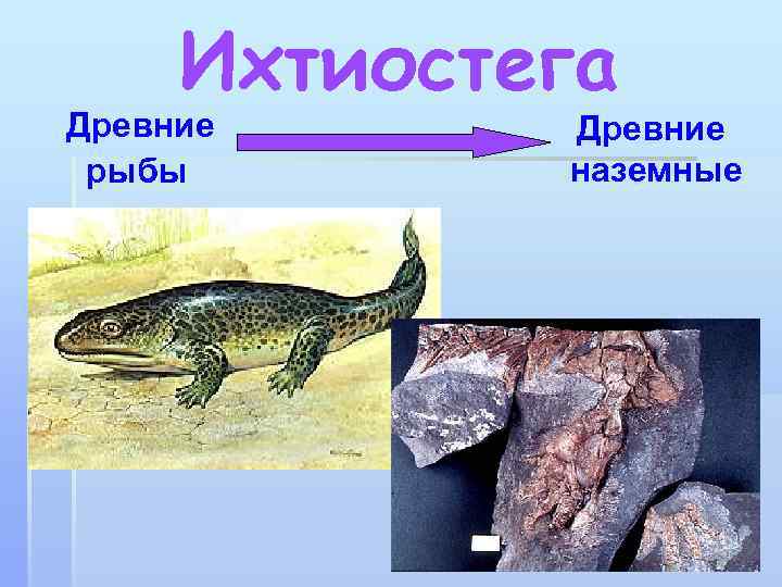 Ихтиостега Древние рыбы Древние наземные 