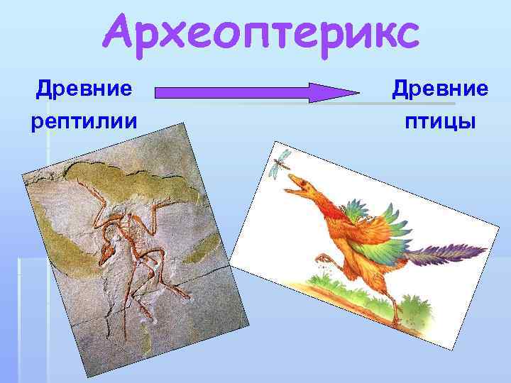 Археоптерикс Древние рептилии Древние птицы 