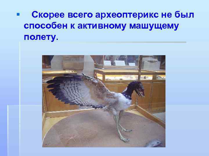 § Скорее всего археоптерикс не был способен к активному машущему полету. 